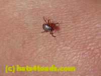 /home//u458753944/public_html/sourcegallery//Insects and small critters/other arthopods/P1060719.JPG